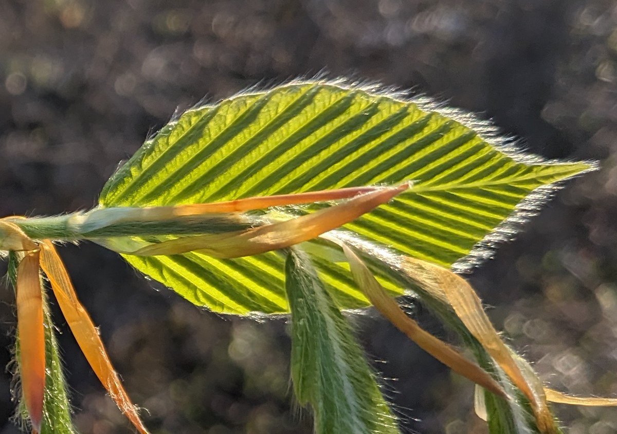 Baby leaves get sun-sharpened edges