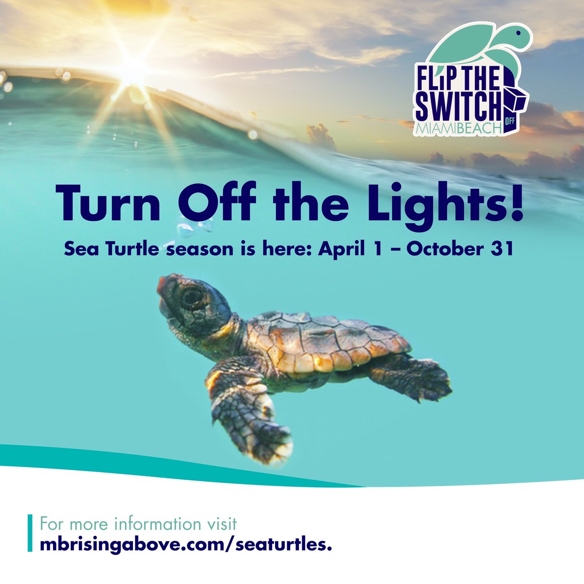 As sea turtle hatchlings make their way from sand to sea, the stark contrast between the darker dunes and the reflection of the moon over the ocean helps them determine where to go. 

Turn off the lights to help keep sea turtles safe! 

Learn more: mbrisingabove.com/seaturtles