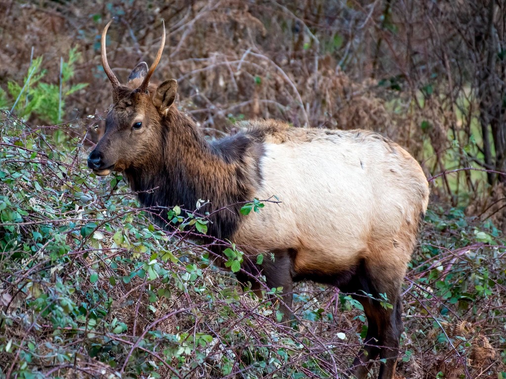 Two years ago, the Metchosin Foundation put out a call to protect 32 acres in the Bilston Conservation Corridor. With help from the greater community, it’s an example of how a community can work together to protect BC’s biodiversity. 

Read more at bcparksfoundation.ca/metchosin