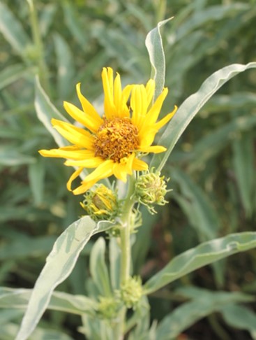 #WildflowersWeek: Sunflowers! 🌻
Found across the Midwest is the Maximilian &amp; Common sunflower.
European explorers took sunflowers back to their countries after encountering them in North America. They were bred into the “giant” sunflower heads we see in crop fields today.
