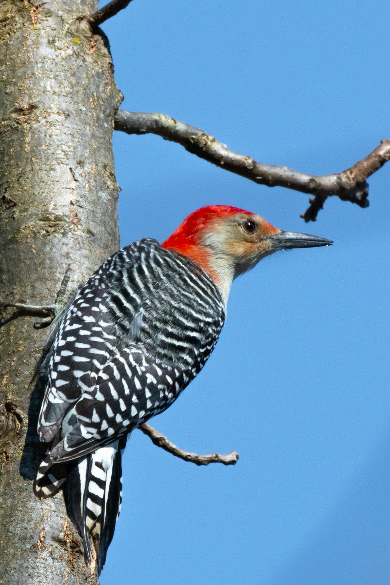Close up of Red-bellied Woodpecker

#Nature #Photographie #BirdsSeenIn2024