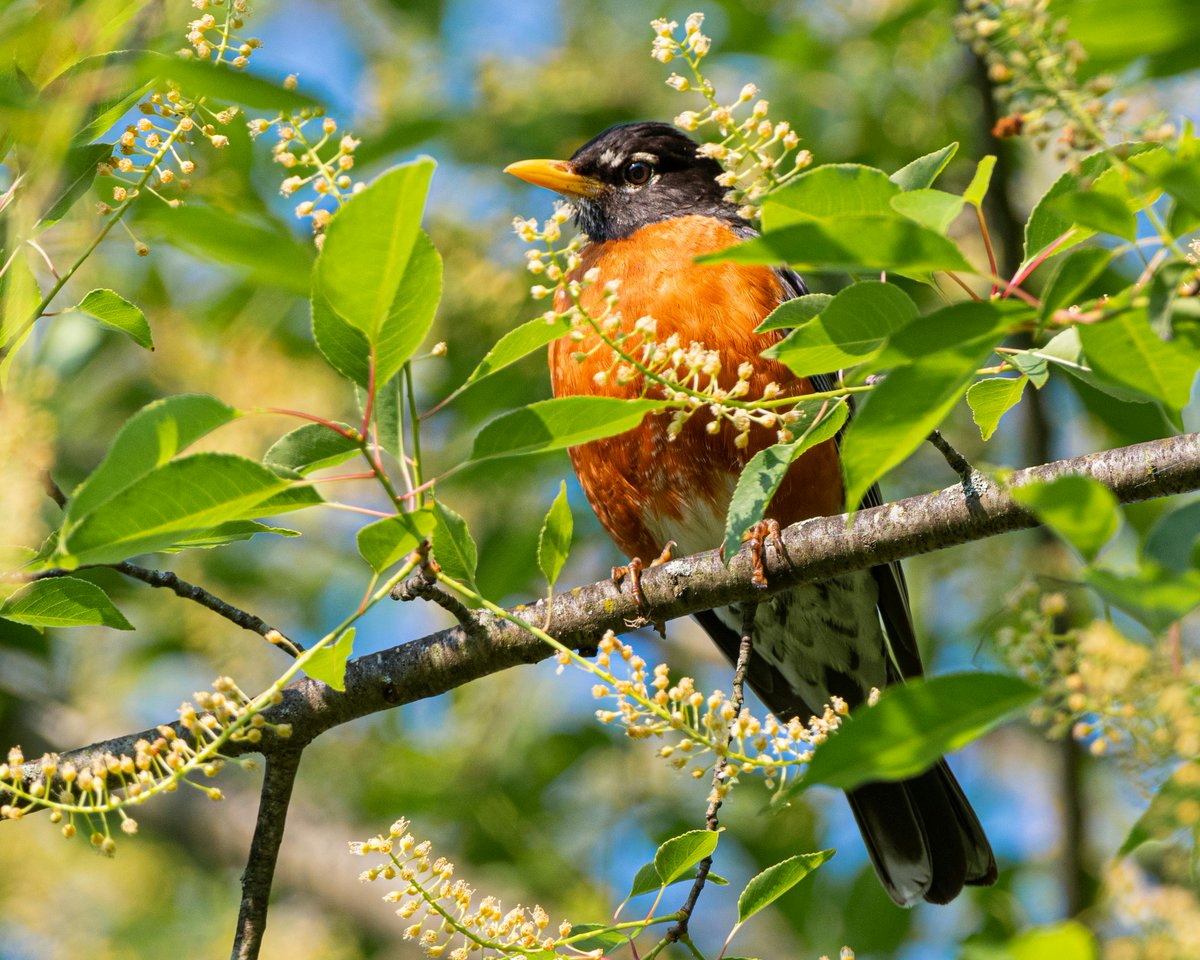 American robin