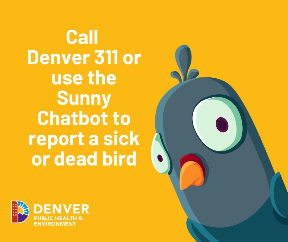 Steer clear of sick or dead birds you see around #Denver and remember, you should never touch a wild animal. If you see a dead bird, call Denver 311 or report it using the Sunny Chatbot pop-up on denvergov.org immediately ☑️ #PublicHealth