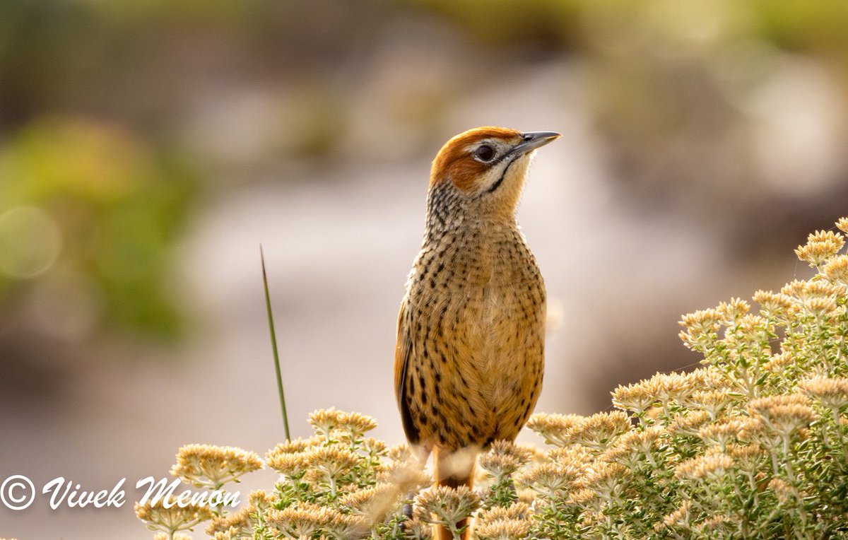 vivek4wild's tweet image. When grass birds sing they fill the heath with song. A resident of rank grasslands, this Cape #endemic warbler has a moustache like the moustached grassbird but has a streaked back &amp;amp; dark eye to differentiate it The rust hood it wears makes it a pretty bird indeed! @IndiAves