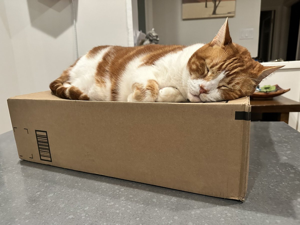 Looks #Simba has found his favorite place to sleep in the house and of course, it’s a box.