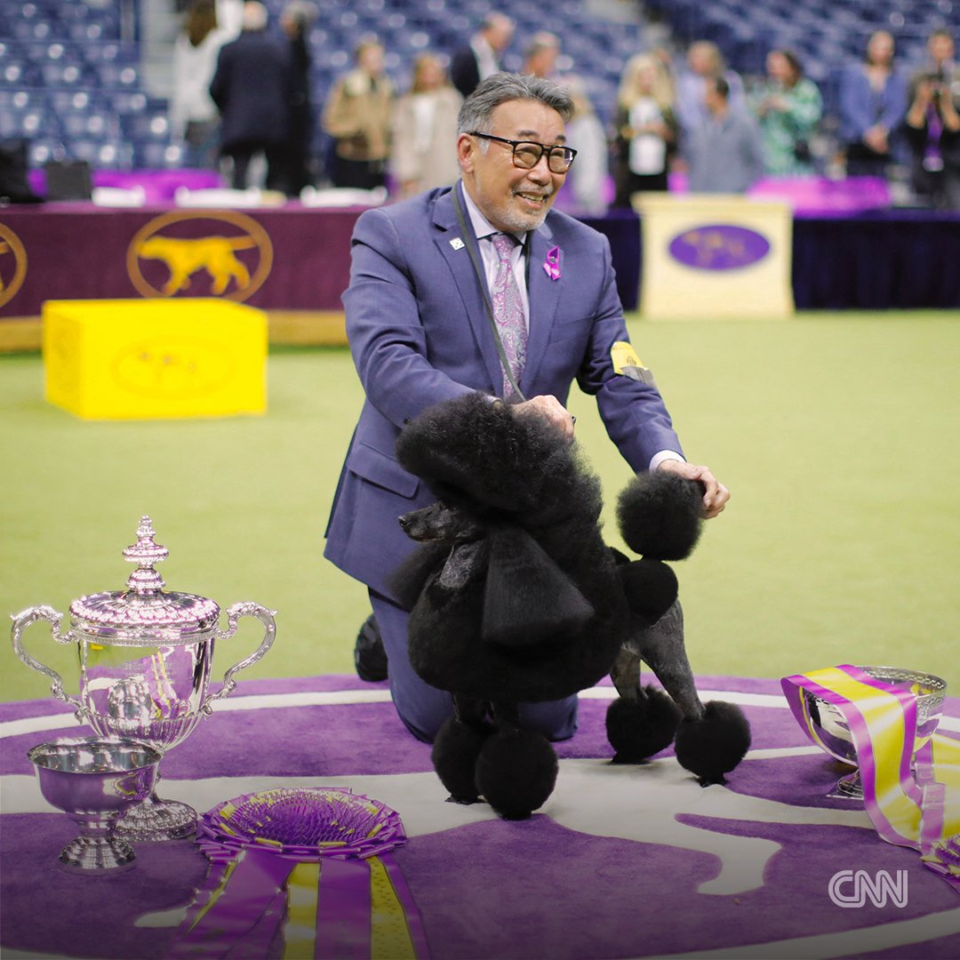 An all-black Miniature Poodle named Sage wins Best in Show at the Westminster Kennel Club Dog Show. cnn.it/3UFl3sZ