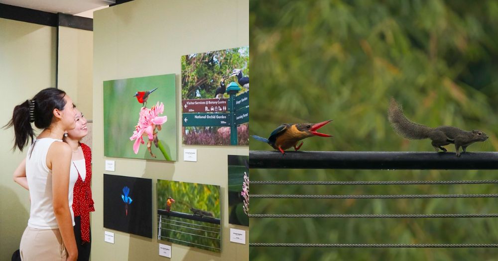 New S’pore Botanic Gardens photography exhibition showcases diversity of birds that can be found there bit.ly/4bE0FiN