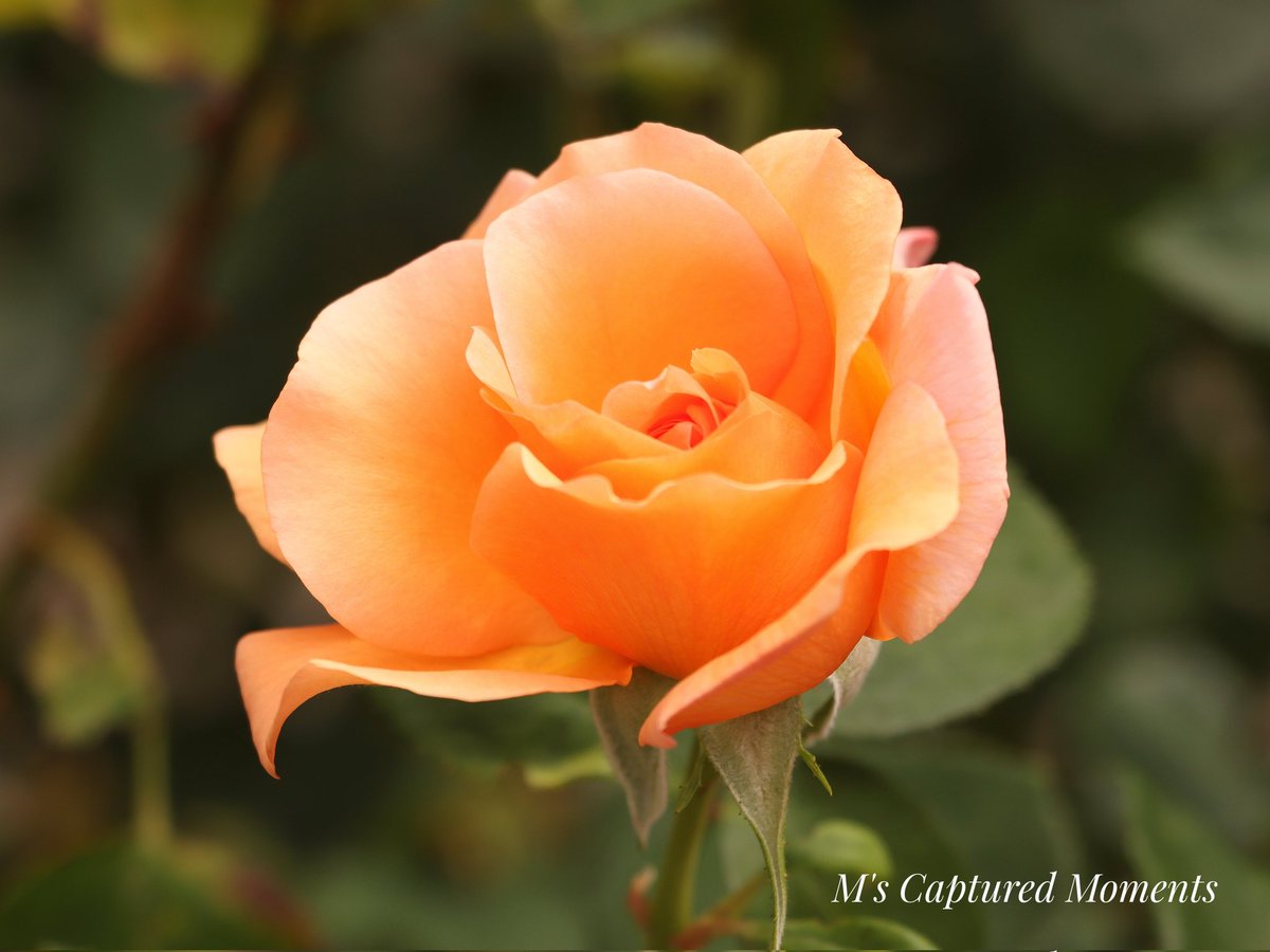 Good morning all Buenos días Happy #RoseWednesday Feliz miércoles de rosas