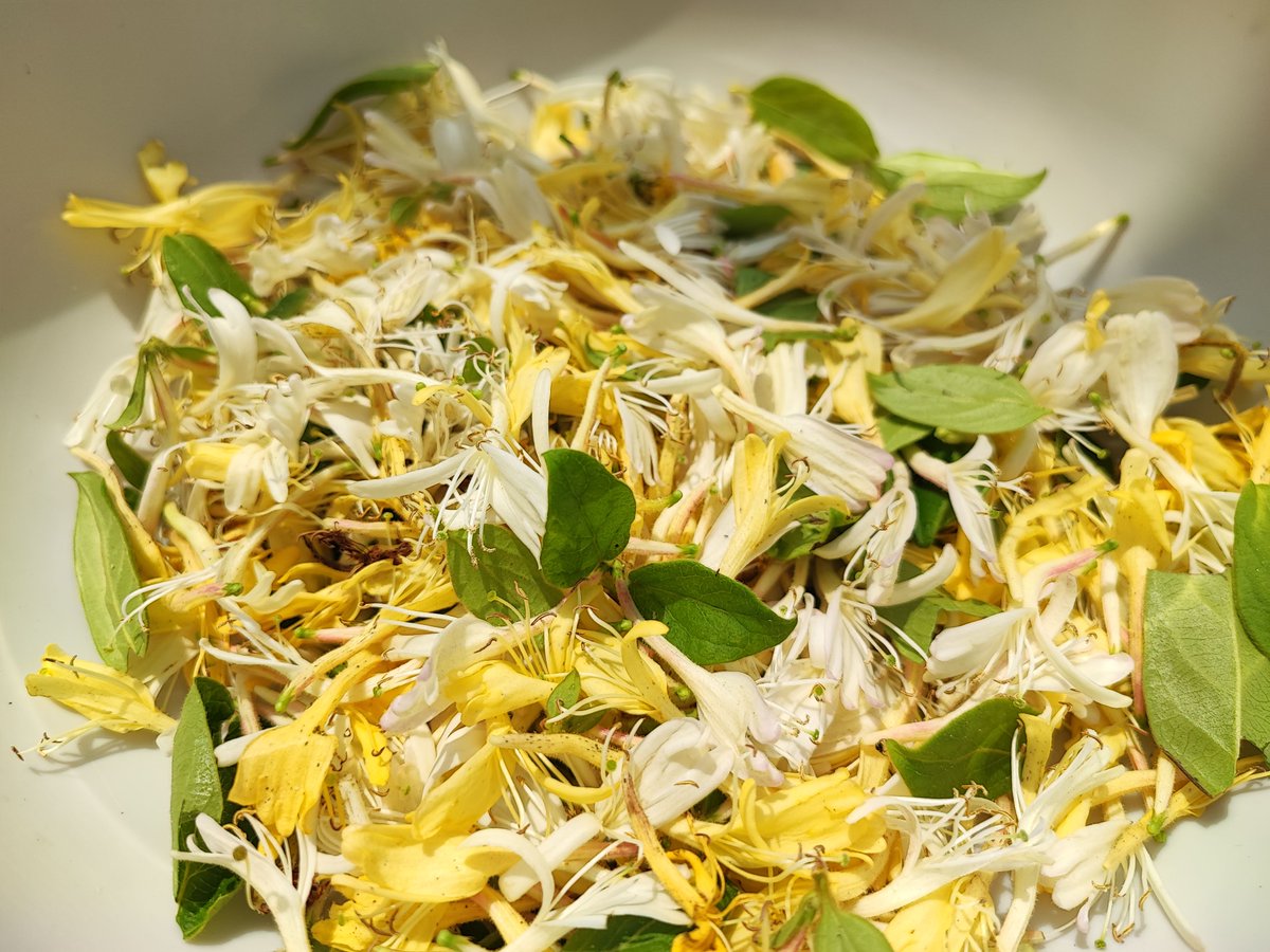 Many honeysuckle flowers were blooming in the garden. I plan to pick them and make a honeysuckle tincture.😆✨

#INASHIKINEST