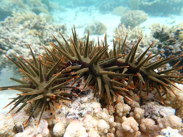 Scientists are one step closer to combatting coral-destroying crown-of-thorns starfish, following a #UQ study into the pest’s genetics. By analysing the gene function, scientists will be able to look at ways to stop them breeding. @UQscience Read more: brnw.ch/21wJMGf