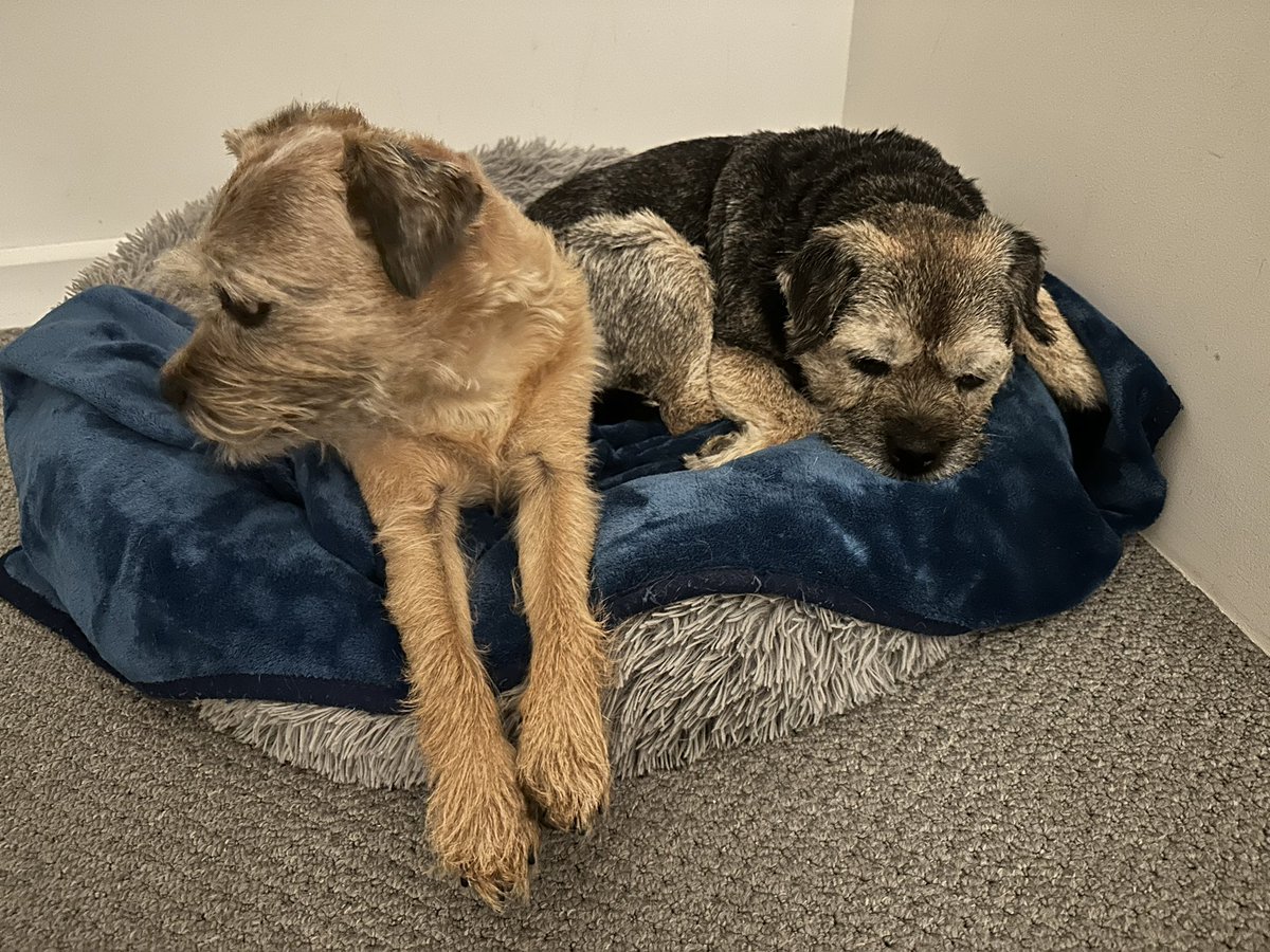 She had to put the light on and get a photo as I just climbed into the same bad with Maggot… we both snoozing together all snuggled now - don’t know what came over me #ScrappyHolibobs #ScrappyNelson #dogsofX #btposse #wednesdayvibe