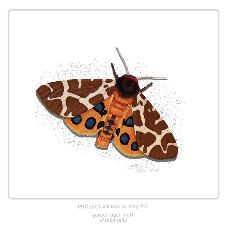 Project Animalia #742
Garden tiger moth (Arctia caja)  

Adult form of 'wooly bear' caterpillar.  Bright colors advertise its toxicity, they convert from toxins in their food.

  #sciart #bioart #wildlifeart #animalart #natureart #animallover #medart #lepidoptera #dailyart #moth