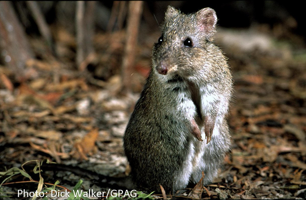 Along with the many Australian non-icons like the #CriticallyEndangered #GilbertsPotoroo that most people have never heard of... (& Gilbert's Potoroo is cute & fluffy unlike many of the other less attractive, but equally ecologically important threatened species) @gilbertspotoroo