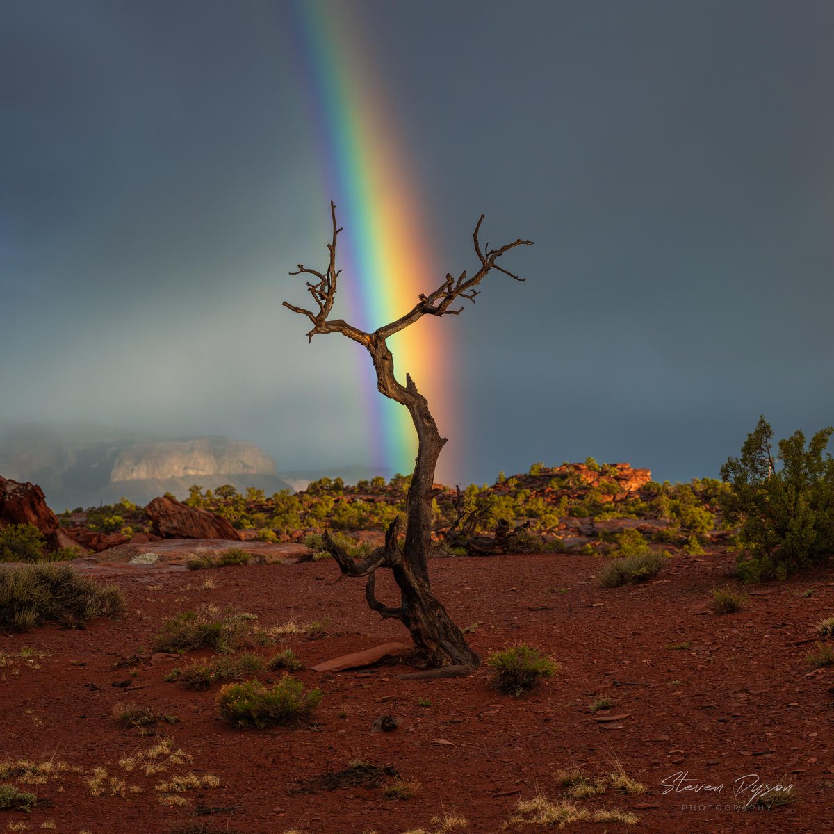 Stunning rainbow behind a juniper tree in Capitol Reef National Park!