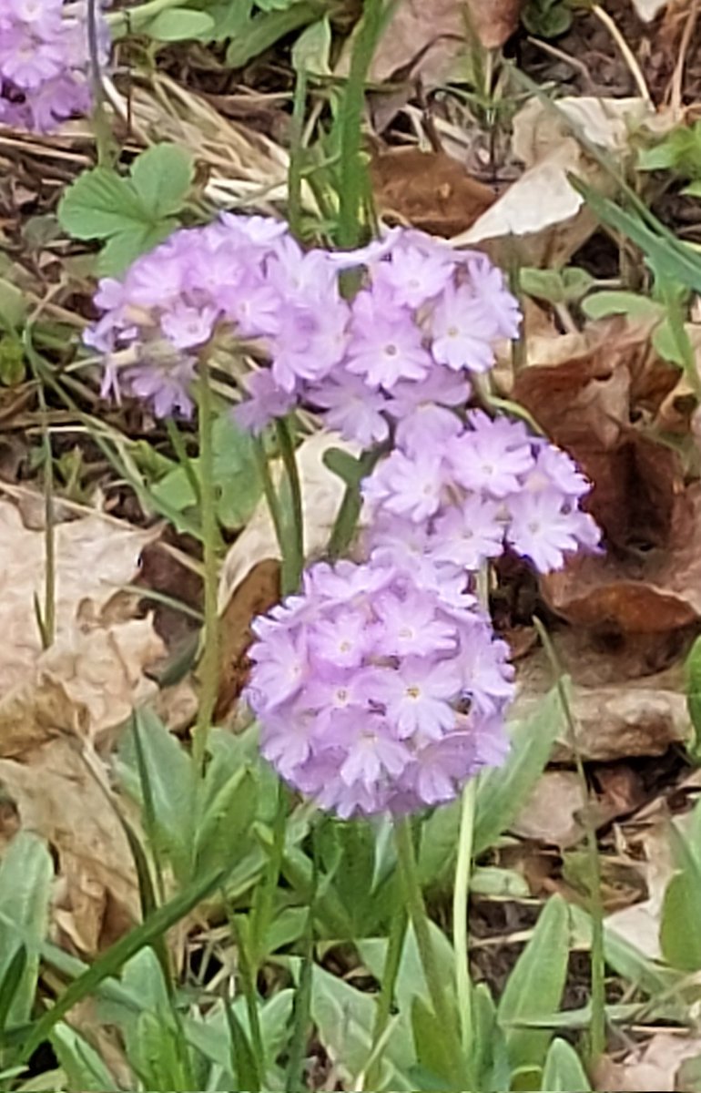 Huomenta 💜🌸💜! Tämmöinen kurkisti naapurin pihasta 😎. #Espoo #Keväthommelit