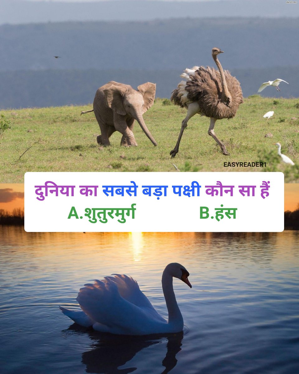 easyreader01's tweet image. दुनिया का सबसे बड़ा पक्षी कौन सा हैं
A. शुतुरमुर्ग       B. हंस
#followers #nature