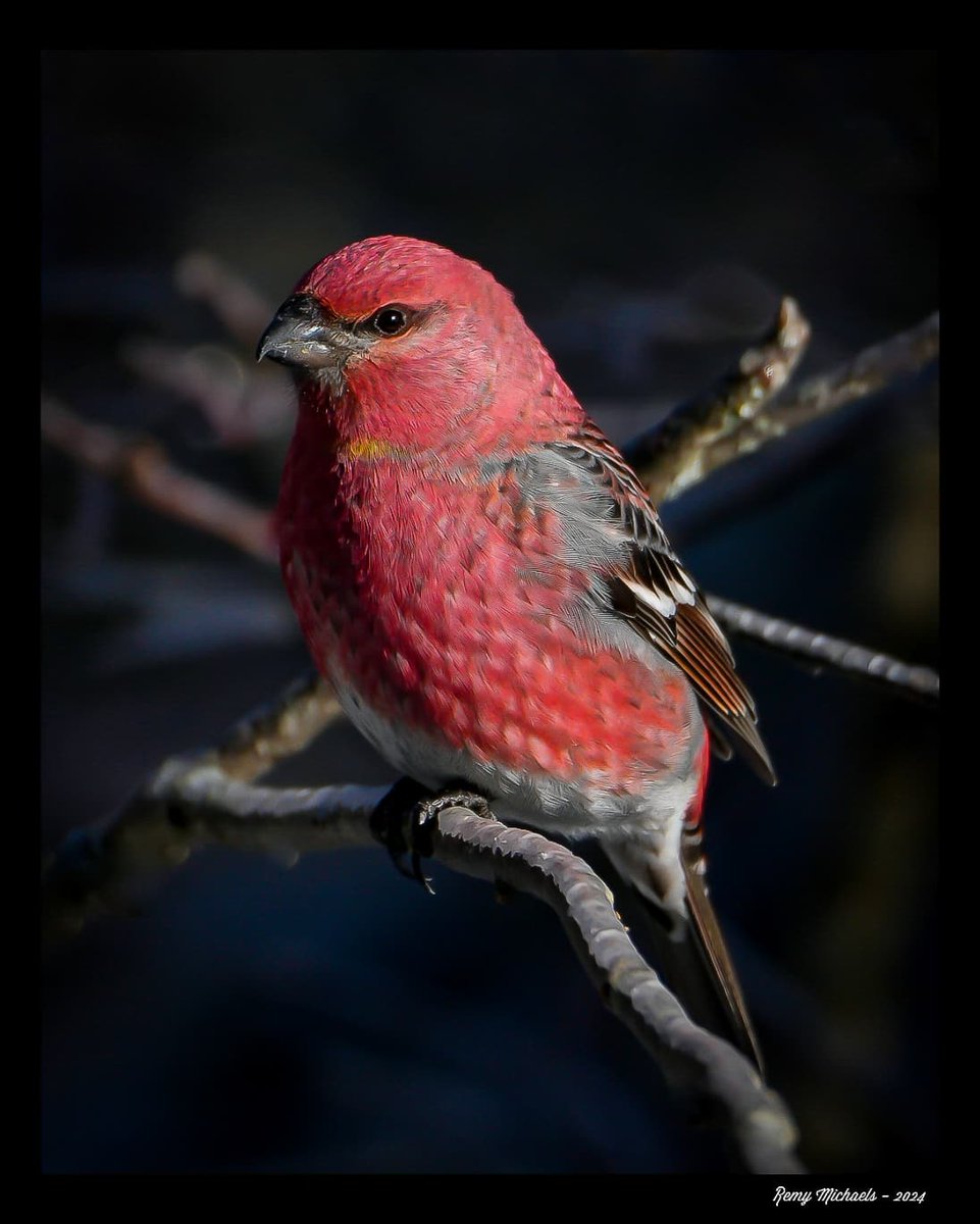 'NORTHERN FRIENDS' instagram.com/p/C6-aXV4u8xG/… #AlgonquinPark #PineGrosbeak #OntarioParks #Spring #PicOfTheDay #BirdPhotography 📸 🇨🇦