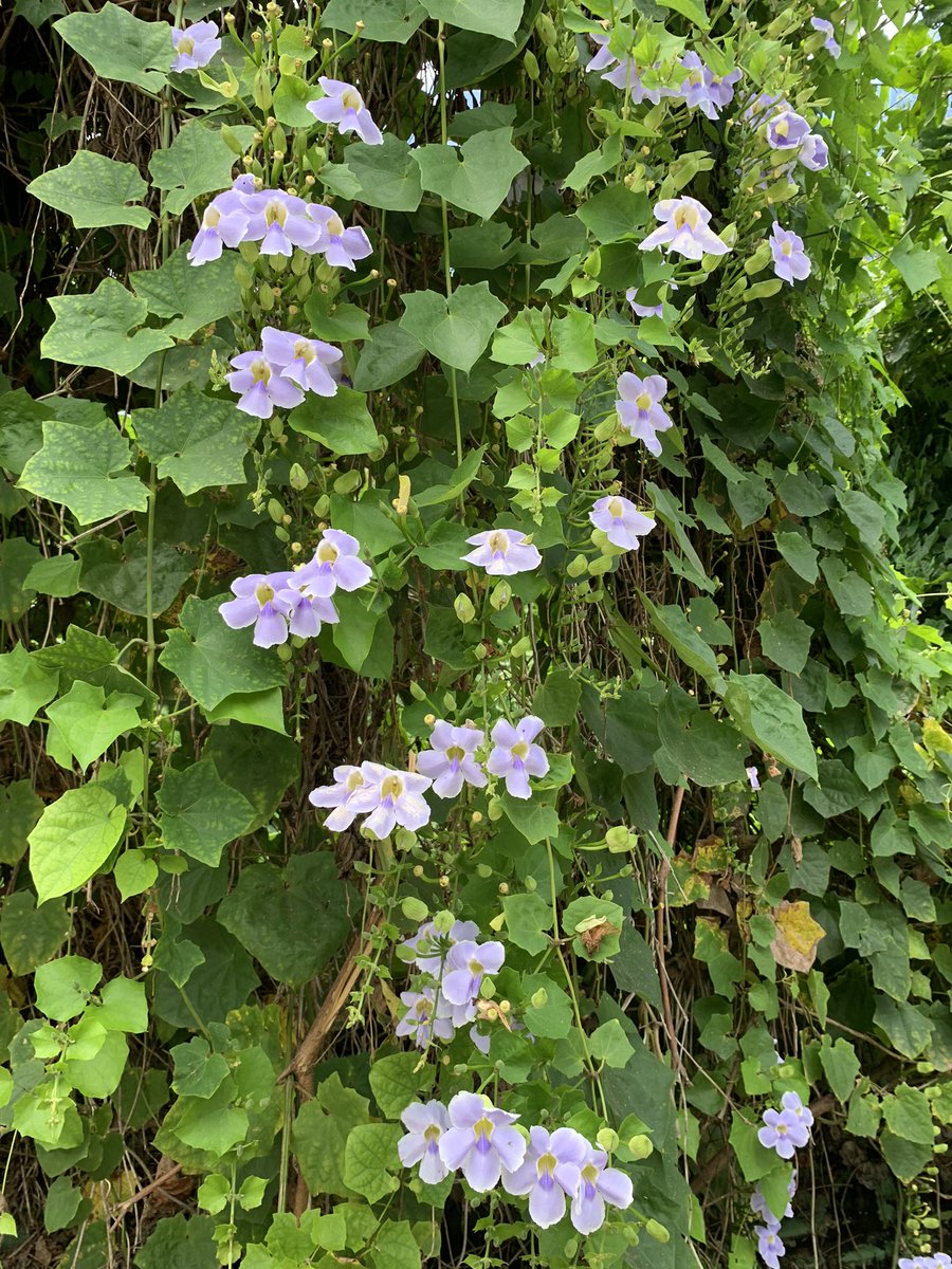 Beauty  flower💜🪻blooming in this heat and humidity #Ngesekes #Koror #Palau #Belau #FirstYear #Chapter3 #BestNeighborhood #Flowers #Spring #Island #EAI #ElchTweets #May15 #Happy2024