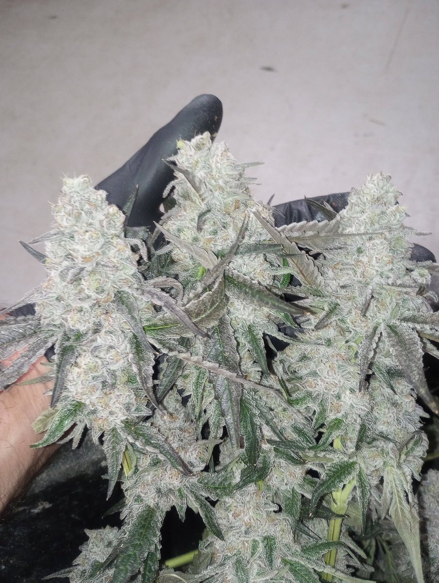 Harvest Day! 
<a href="/HiveMindGrower/">HiveMind</a> 
<a href="/Big_J_Hizzle/">Big J</a>