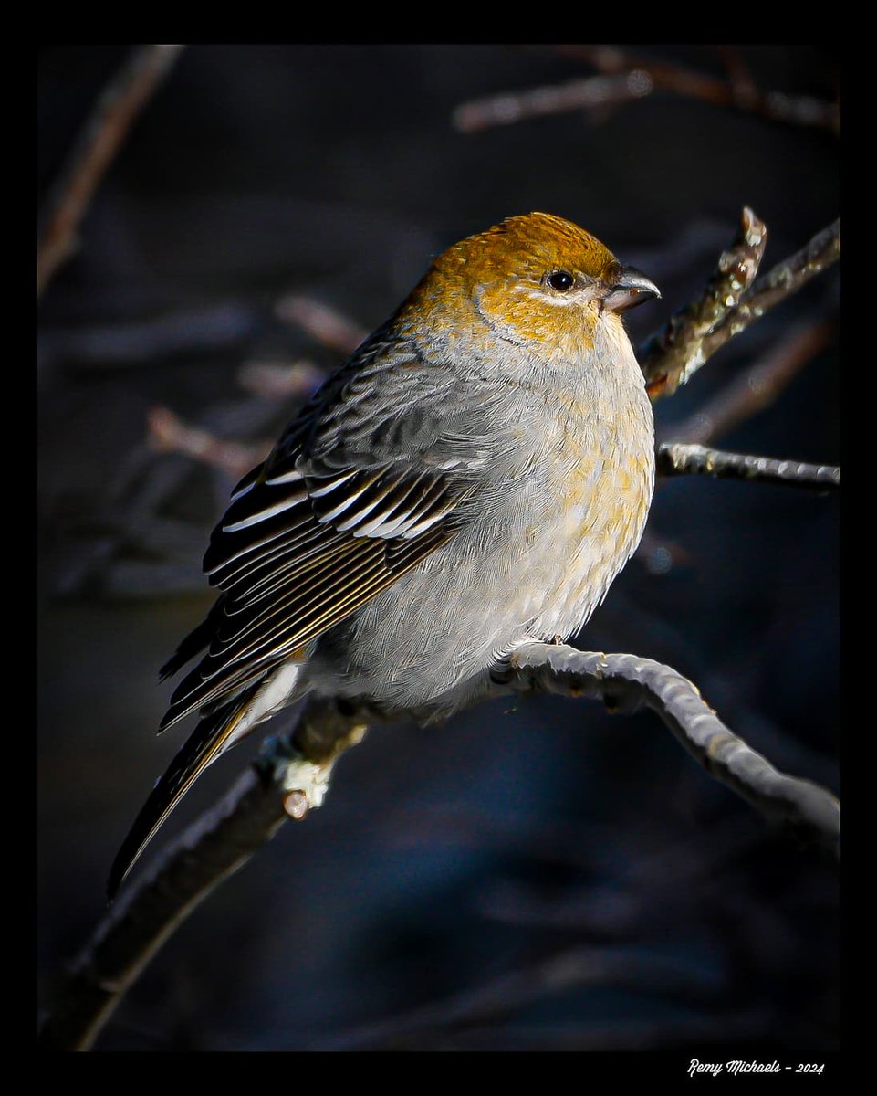 'NORTHERN FRIENDS' instagram.com/p/C6-Z0xaOcnL/… #AlgonquinPark #PineGrosbeak #OntarioParks #Spring #PicOfTheDay #BirdPhotography 📸 🇨🇦