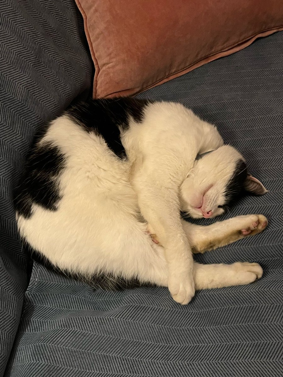 Happy Wellbeing Wednesday - feeling a bit snoozy like Caro this morning! 😴 Have a good one :) 💜🩷🧡💛 #teacher5oclockclub #edutwitter #teachertwitter #happiness #mentalhealth #wellbeing #catsoftwitter #shropshire #powys #herefordshire