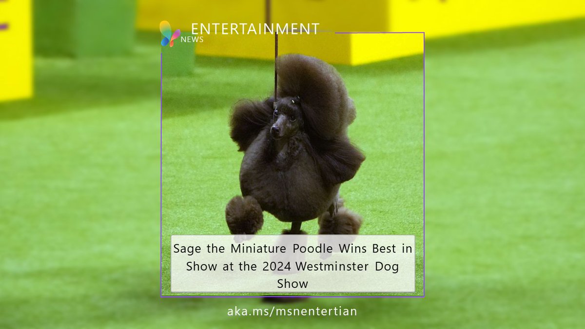 On May 14, Sage the Miniature Poodle won Best in Show at the 148th Annual Westminster Kennel Club Dog Show Presented by Purina Pro Plan. #Westminster #DogShow #Winner msft.it/6017YXSPl