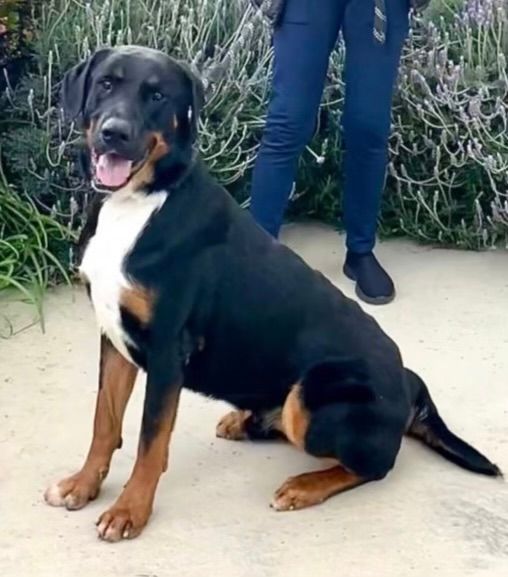 Rex is a 2 year old, 90 pound, handsome, sweet Bernese mountain dog mix who’s great with people, dogs, and cats! Fixed, chipped and has his shots.
PLEASE CALL DON'T TEXT 310-285-3221  or email  immanuel222@att.net. (Courtesy Post) #adoptdontshop #animalrescue #dogs #foreverhome