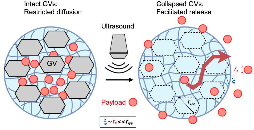 Can you use simple diagnostic ultrasound to flip a 'diffusion switch' in a hydrogel and deliver drugs? 
Yes, with Acoustic Percolation Switches! 
Congrats to Paulene Abundo, Anna Tifrea, @MarjorieBuss and colleagues on this advance. biorxiv.org/content/10.110… #gasvesicles