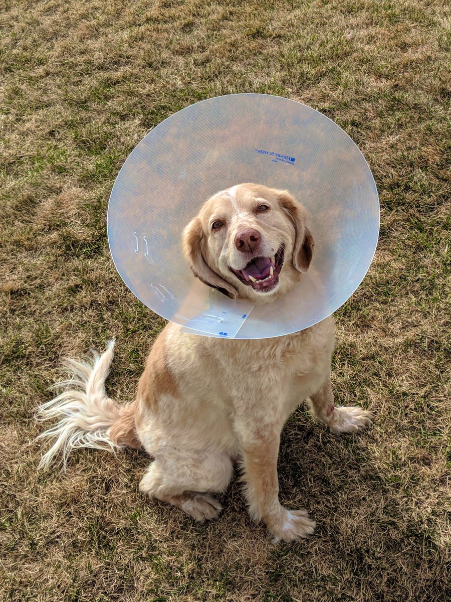 kaleidobarks's tweet image. miss Vista always loved watching the westminster dog show with me so I humbly submit her to the #BestAtHomeContest 

certainly a winner for best smile and best (attempt) at catching some turkey