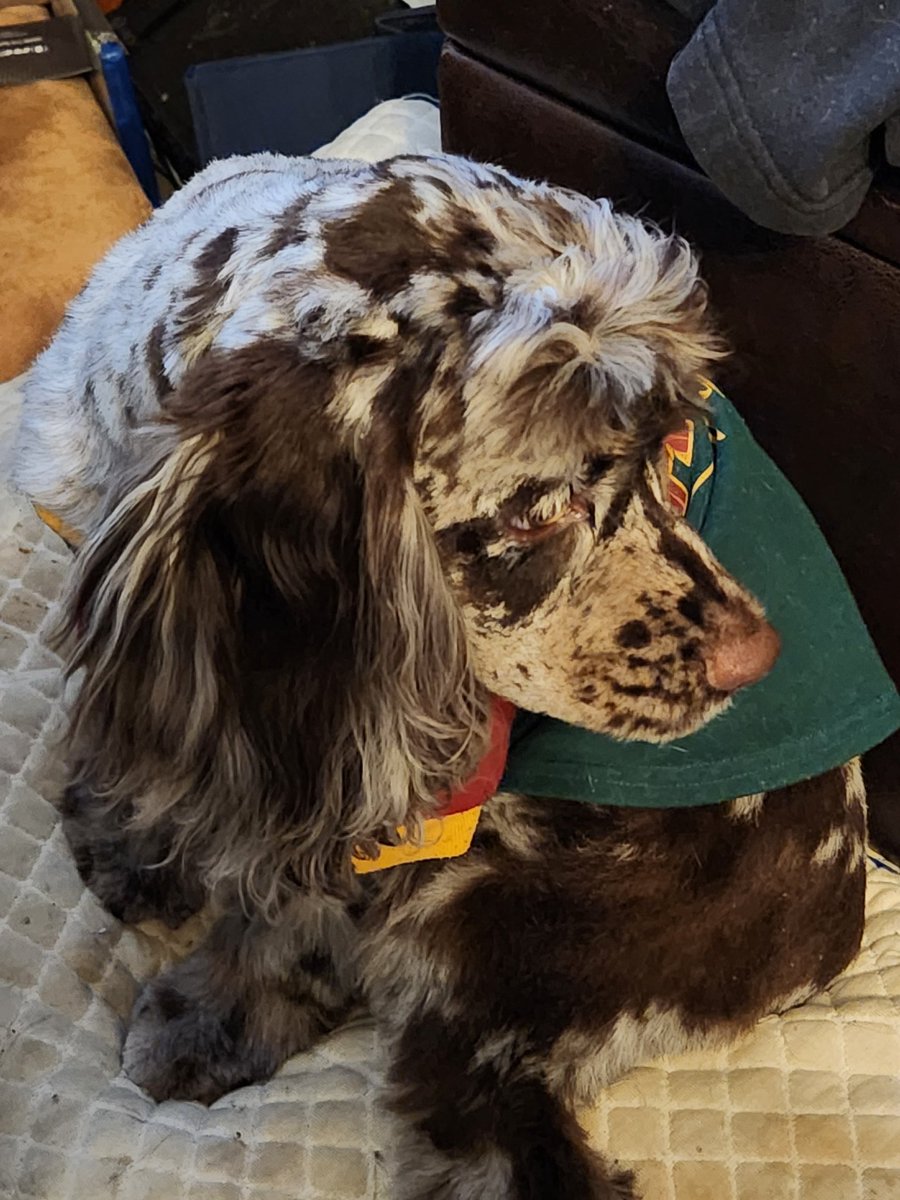 DPolishPrince's tweet image. #BestAtHomeContest #AKC