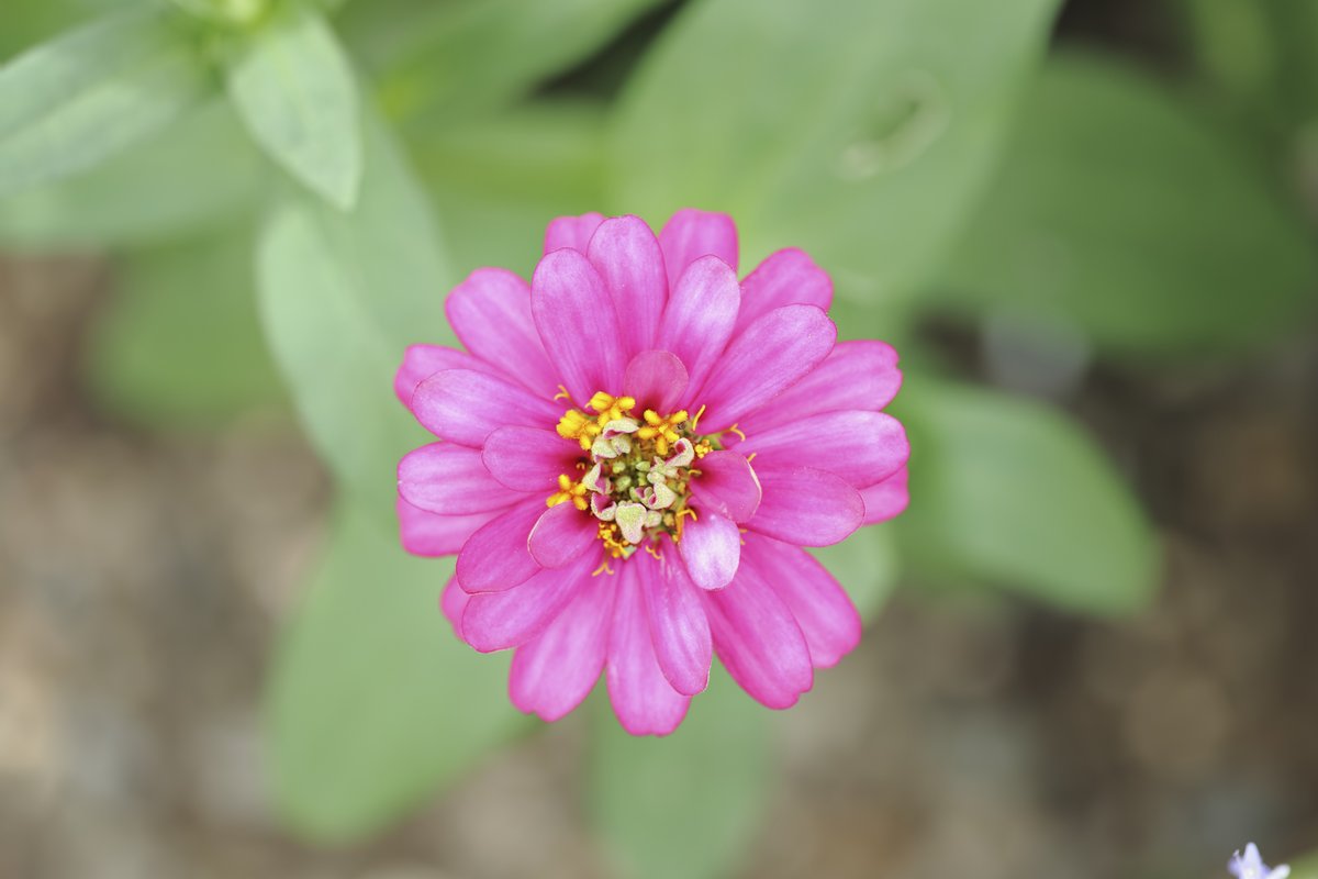 #flower
#花
#自然
#自然が好き
#photo #photography #photographer #写真好きと繋がりたい #写真好きな人と繋がりたい #写真撮ってる人と繋がりたい #カメラ好きな人と繋がりたい #ファインダー越しの私の世界 #キリトリセカイ #写真の奏でる私の世界 #ファインダーは私のキャンバス