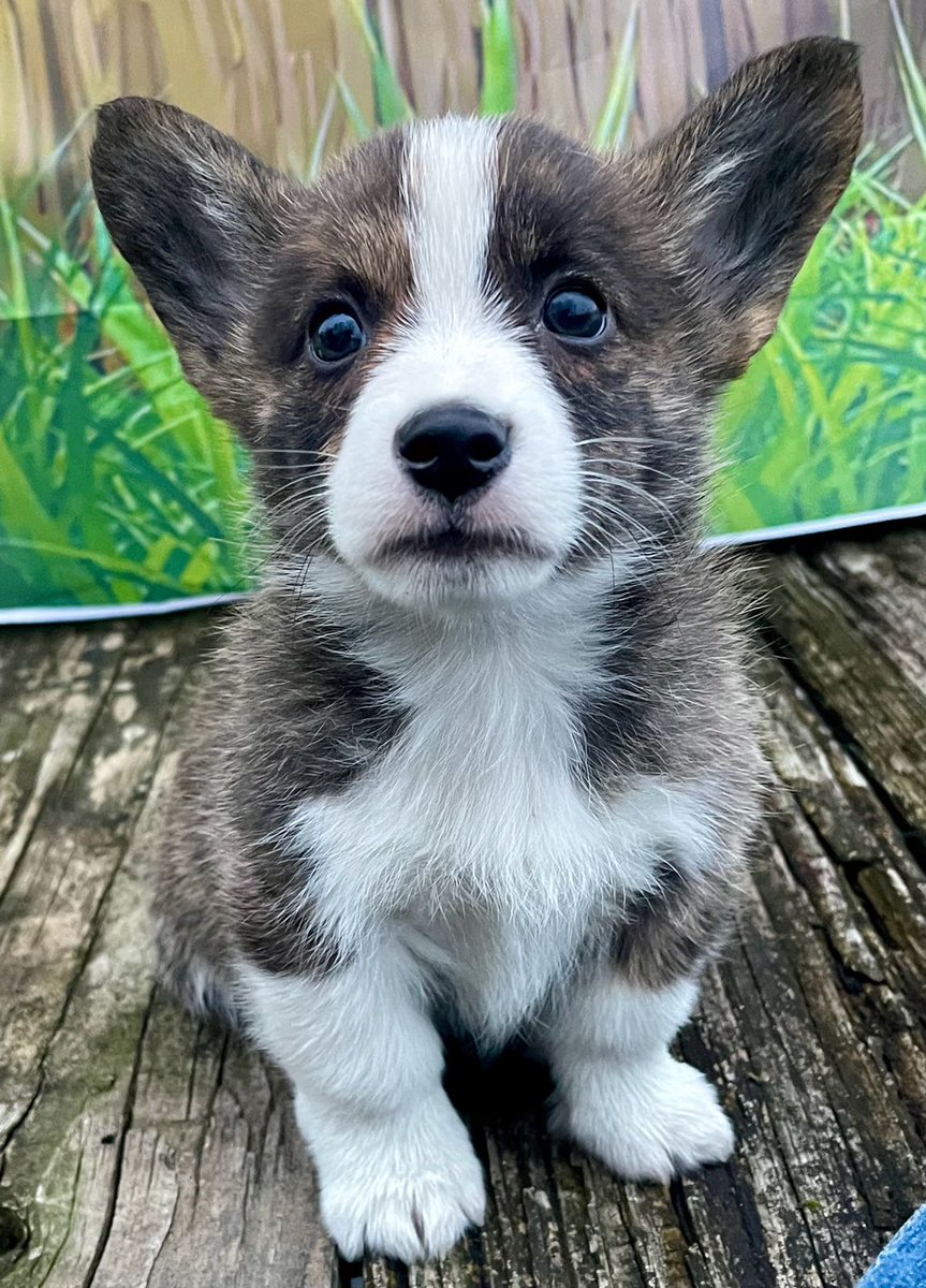 hamptonbhw's tweet image. #BestAtHomeContest
Meet Parker!