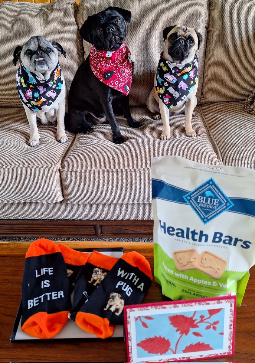 Momma went to North Carolina last week & met our pals Gunner & Jennifer @waterfallsrus 😃🎉 ! They gave us prezzies, @bluebuffalo treats, a homemade card & #pug socks for momma! THANK YOU friends! So #kind of you❤️. #puglife #dogsoftwitter #dogsofx #Boxer #FRIENDS4EVER
