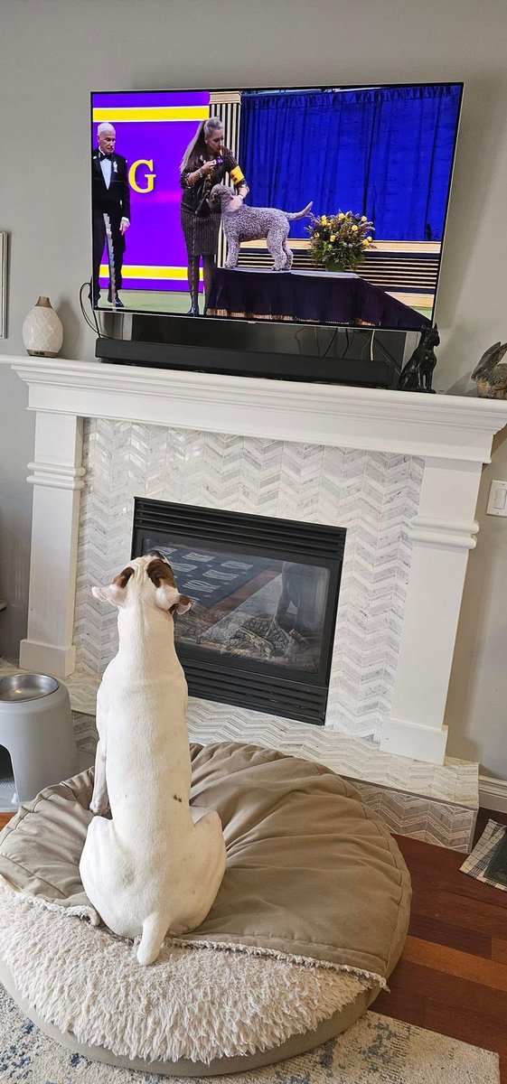 Hamby getting ready to watch his dad compete in the Westminster 2024 group final. #bestathomecontest #westminster