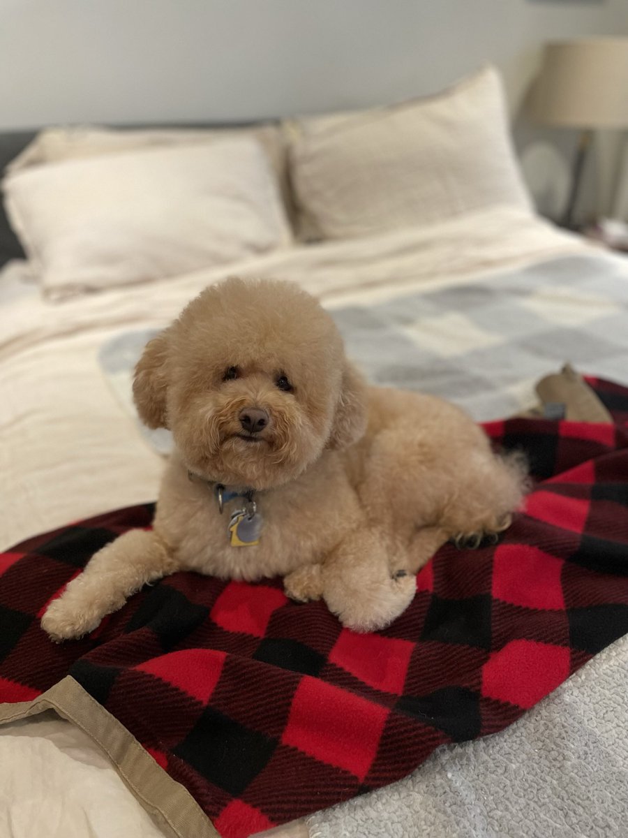 CamilleToe007's tweet image. His Super Bowl #BestAtHomeContest