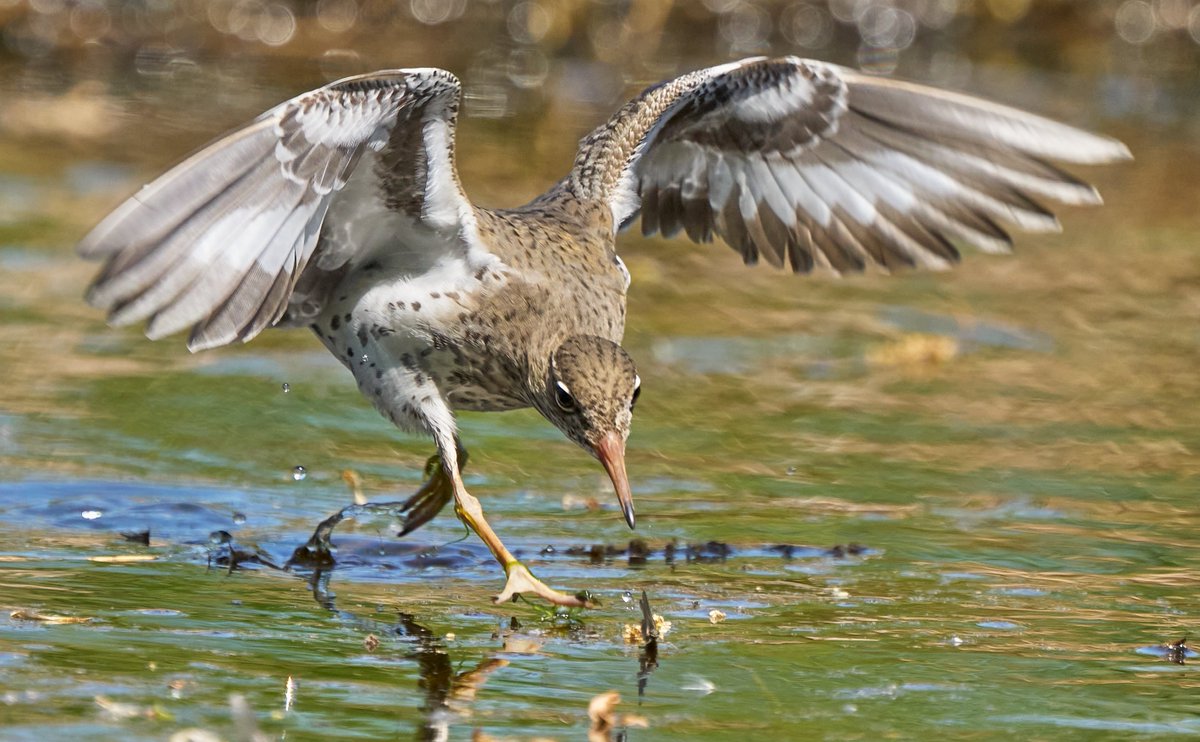 A spotted sandpiper in hot pursuit of something good to eat. #BirdsOfTwitter #birdphotography