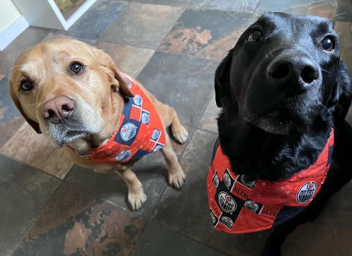 Go Oilers, Go! 🧡💙🧡💙 #oilers #playoffs #yeg #dogswithwings