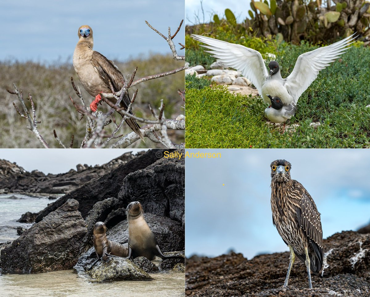 A full day in Galapagos at Genovesa Island aka Charles Darwin Island. Just reopened after closure due to avian flu so we are lucky. A small selection on the many photos I took. Red footed booby, swallow tailed gulls mating, Galapagos sea lions (we snorkelled with), lava heron.