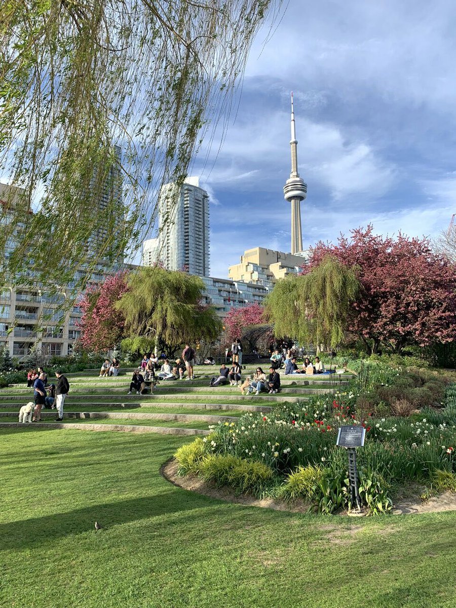 🌺 Springtime in the garden #Toronto #DailyPhoto #skyline
