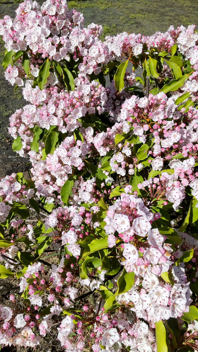 今日も暑くなりそうですね😄 カルミアも大好きです🥰 良い1日を😊👋