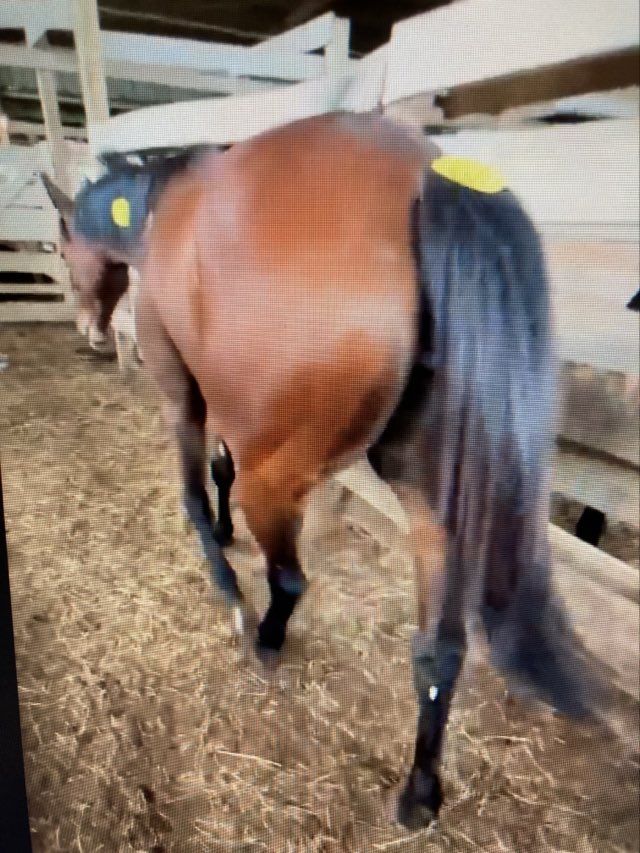 👉⌛️🆘‼🆘‼ This 5 yr old LA bred TB mare named Boston Belle (Microchip 981020033107649) is at the LA feedlot. She just raced 5/3/2024. This is a disgrace. Her deadline is tomorrow. She needs funds and a safe place to go. So who is going to make sure that this mare does not ship