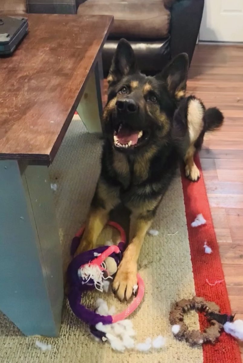 I’ll be sharing lots of K9 Ronin posts from over the years in preparation of his upcoming retirement! (Photo/video post 17 of ??)