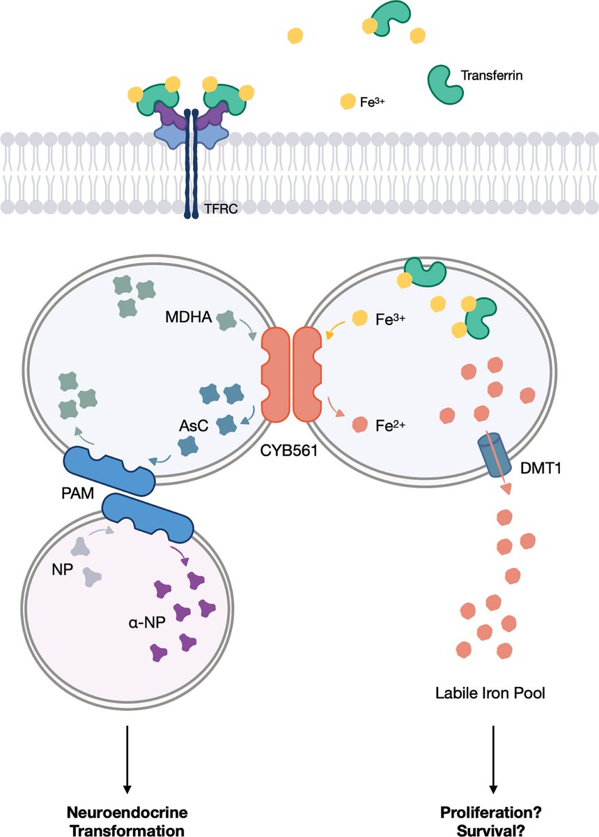 Researchers demonstrate the role of CYB561 in facilitating transdifferentiation and maintenance of neuroendocrine phenotype in castration-resistant prostate cancer through its involvement in neuropeptide biosynthesis and iron metabolism pathways. 📖 bit.ly/3wIPaaX