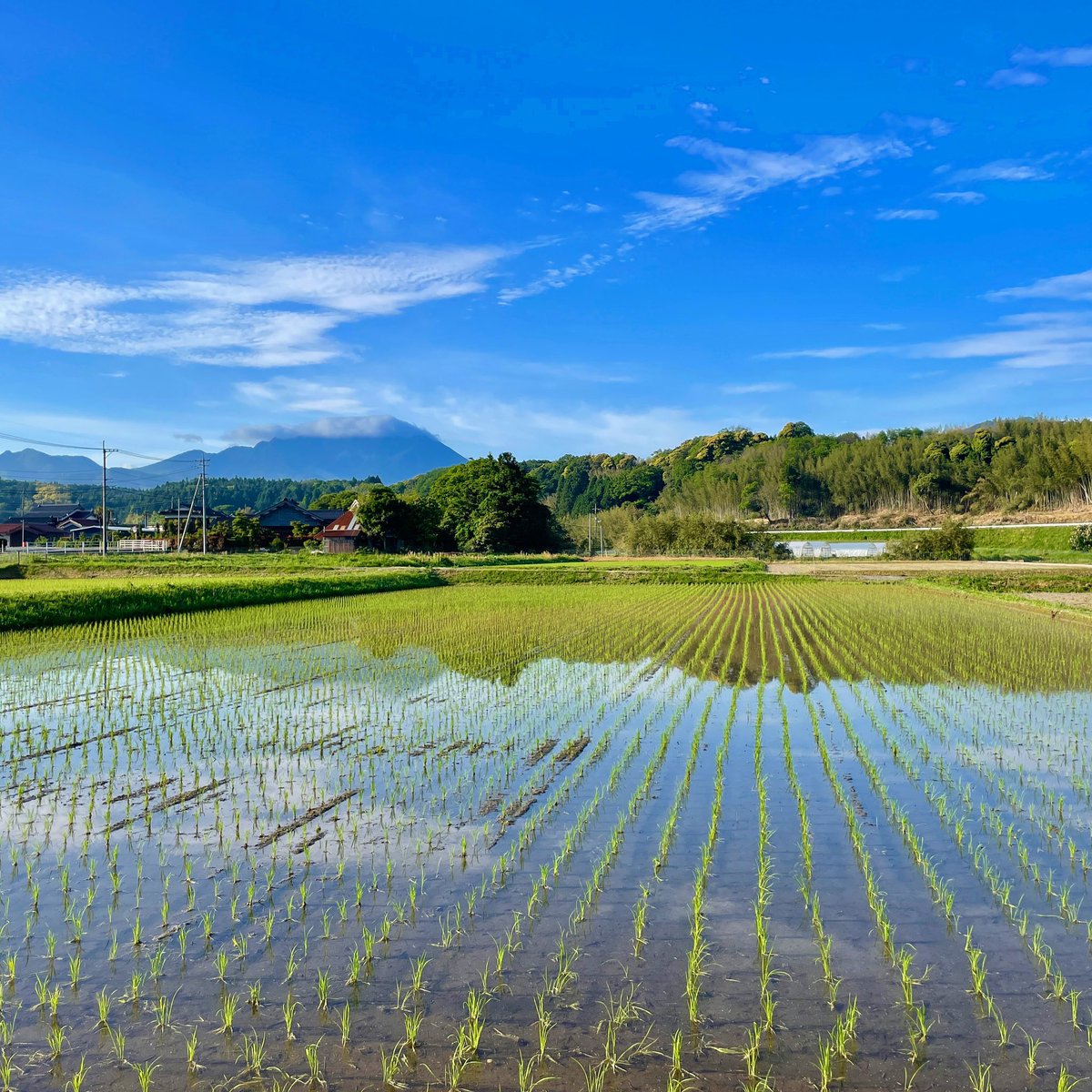 鳥取県大山町の「田んぼの入水」がワンだふる…🐾

朝の田んぼ。今の時期は続々と集落に広がる田んぼに水が注がれはじめるわん。入水を祝って毎晩夜にはカエルの大合唱。太陽の光を浴びた朝の田んぼはキラキラしてるわん。大山から注がれた豊富な水で美味しいお米になりますわん。
#芝犬旅行記