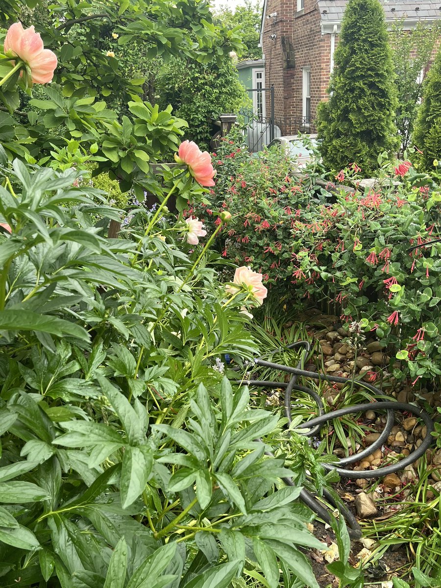 Garden Tip of the Day: Squeeze your herbaceous peony buds to feel if they are ready to be cut for indoor display - they should feel squishy like marshmallows and not be firm/hard. #gardendc #gardening #gardenhack #gardentips #gardeningtipsforbeginners #gardeningtips #gardens