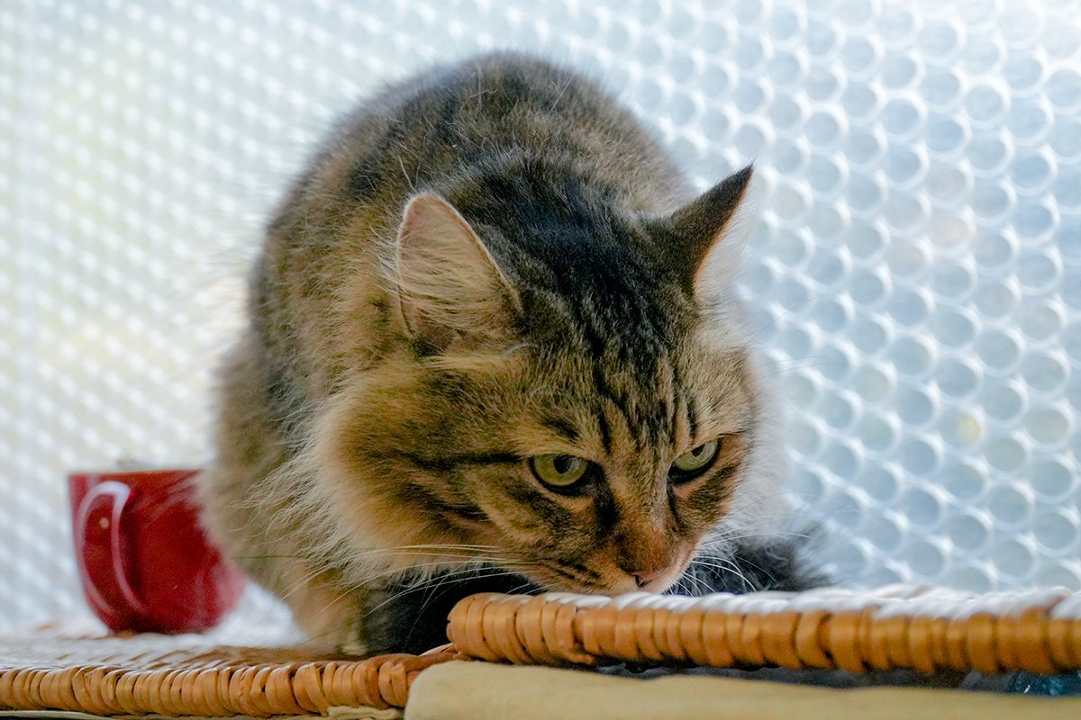 おはようございます。
今朝は爽やかに晴れていますね☀😊

つむぎは何が匂うのかな❓😅

#つむぎ #保護猫
#エリザベスウェア着せると何故か甘えん坊
#猫好きさんと繋がりたい
#cat #cutecat #catlife
#japan