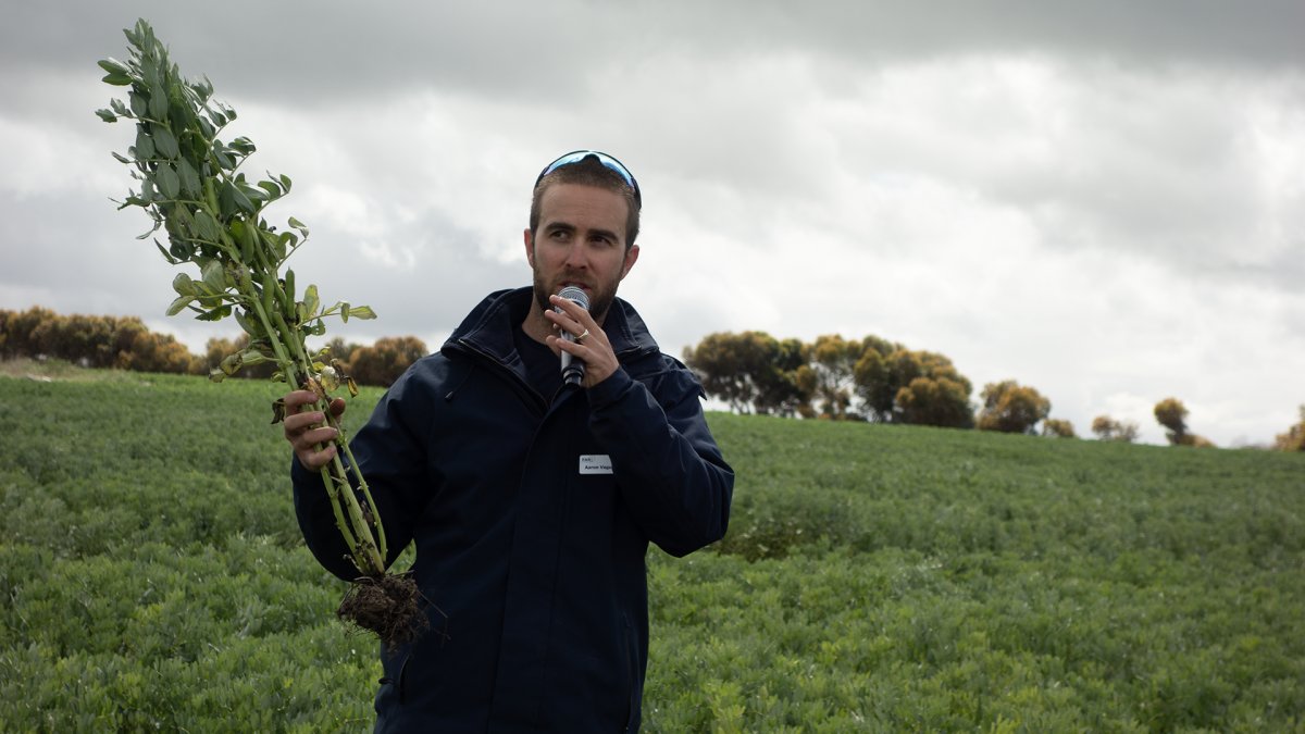 New faba bean research in the HRZ is focusing on integrated disease management, nutrition & canopies. It's showing inputs can be applied to reduce disease risk & get higher yields more reliably. 👉 bit.ly/4bhWGZD @Brill_Ag @VicGovAg @SA_PIRSA @far_australia @AaronVague