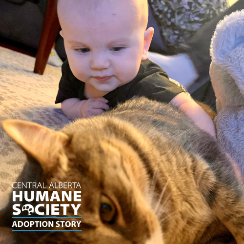cahumanesociety's tweet photo. Here's another adorable Happy Tails Adoption Story, Sage! 🐾
Thank you so much for choosing adoption! 💓
Read full adoption story here: https://t.co/pkLsUaObpk #AdoptDontShop #CAHumane https://t.co/RziOQCN0wj