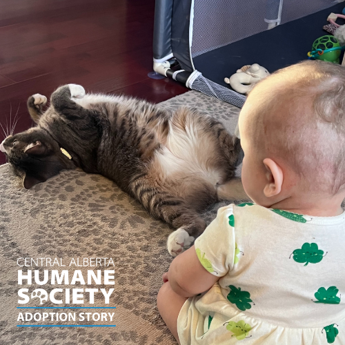 cahumanesociety's tweet photo. Here's another adorable Happy Tails Adoption Story, Sage! 🐾
Thank you so much for choosing adoption! 💓
Read full adoption story here: https://t.co/pkLsUaObpk #AdoptDontShop #CAHumane https://t.co/RziOQCN0wj