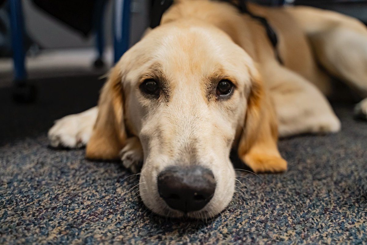 My boy got a mini photo shoot at work today 🥰🤣